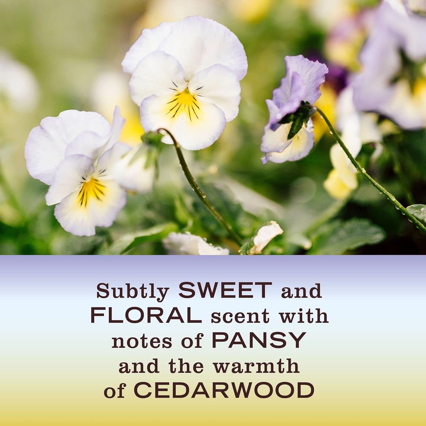 MRS. MEYER'S CLEAN DAY All-Purpose Cleaner Spray, Compassion Flower, 16 fl. oz (Pack of 3)